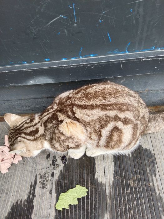 Кто потерял кота?Ходит ищет хозяев