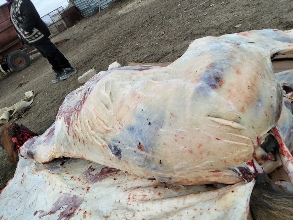 жабагы калада 2400 тг