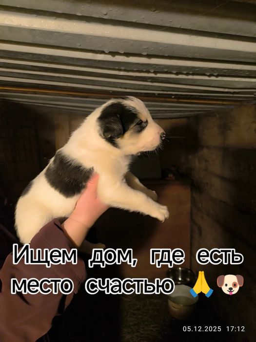 Щенки в добрые руки