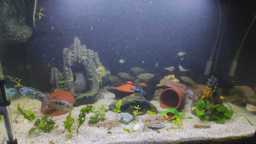 Продам аквариум со всем что на фото