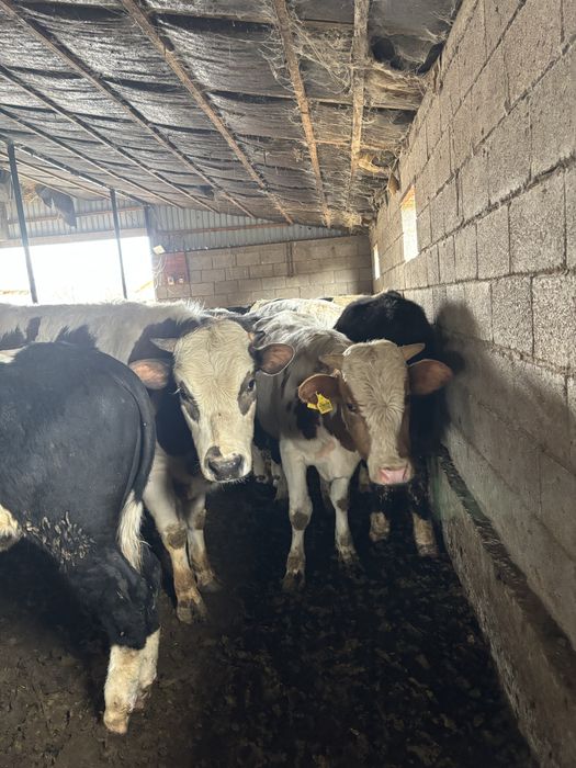 Продаю бычков ……….