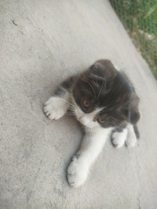 Mushuk bolasi 2oylik