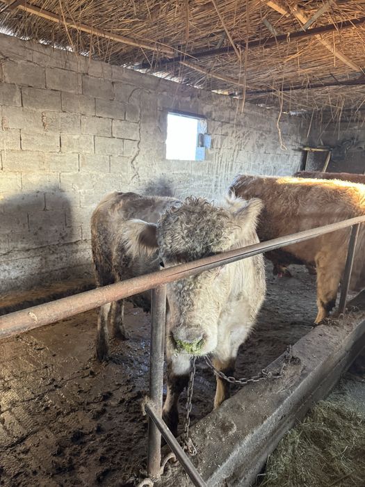 Аулиеколь тұқымдыққа арналған бұқалар