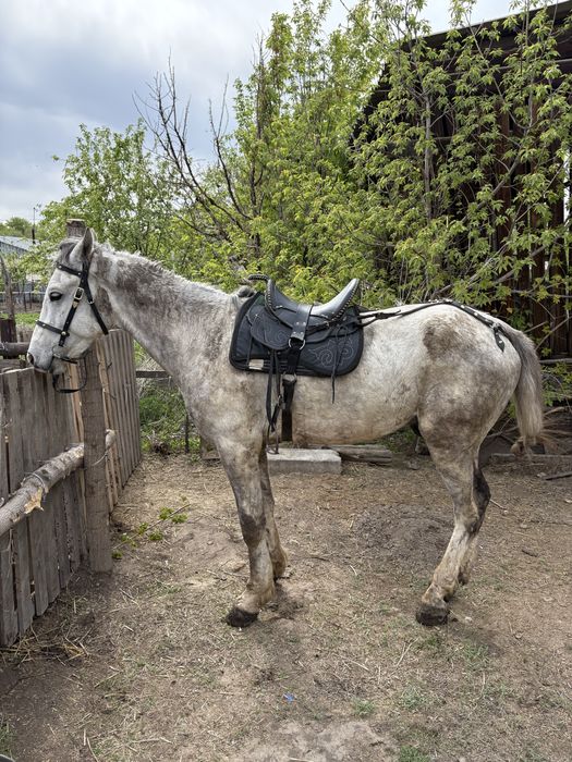 Продам коня жеребец