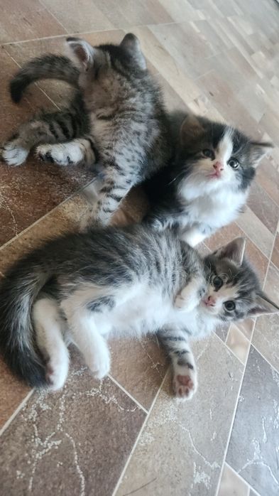 Котята отдам бесплатно в добрые руки