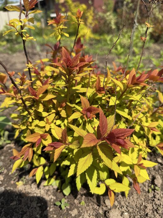 Многолетние цветы г. Каскелен