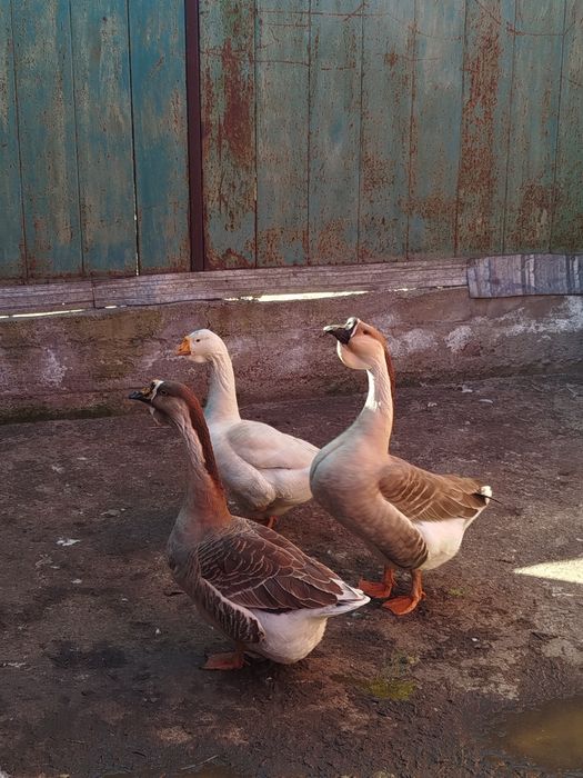 Домашние гуси 3 шт