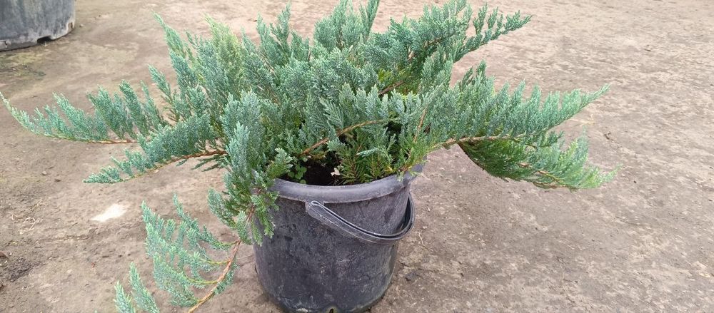 Киримиски сасна дастафка бор