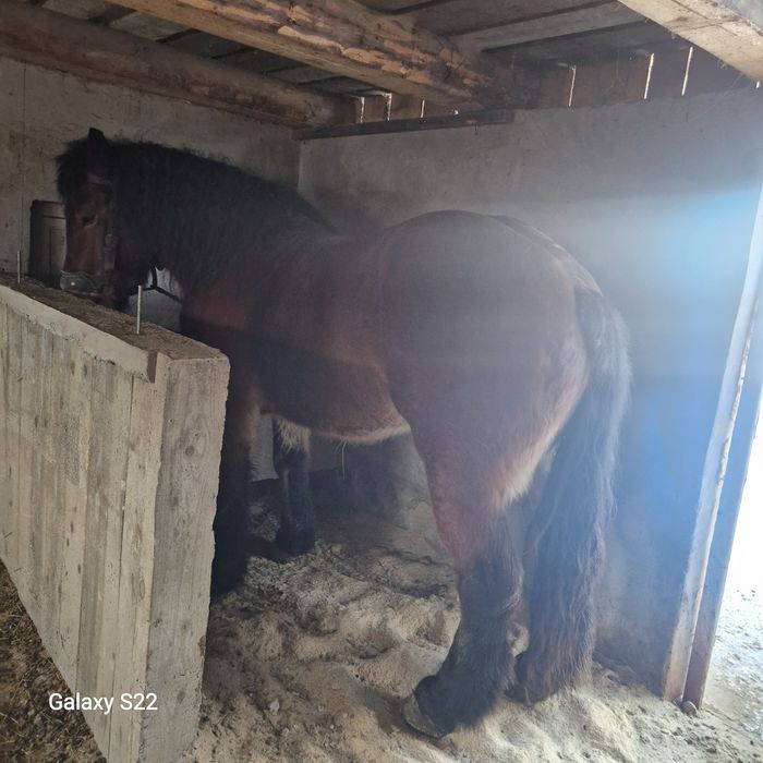 Iapă de 5 ani jumate.