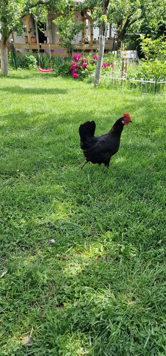Găini si cocoși americani