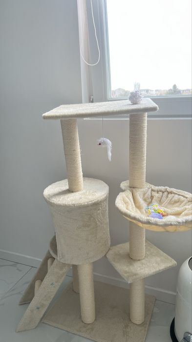 Ansamblu catarat pisici