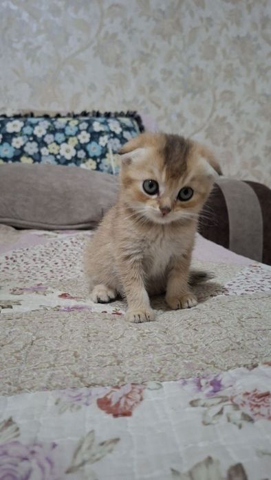 Котенок скоттиш фолд мальчик