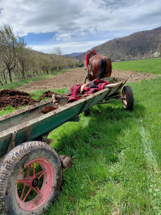 De vanzare cal castrat