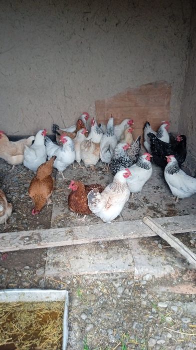 20 тауық сатамын