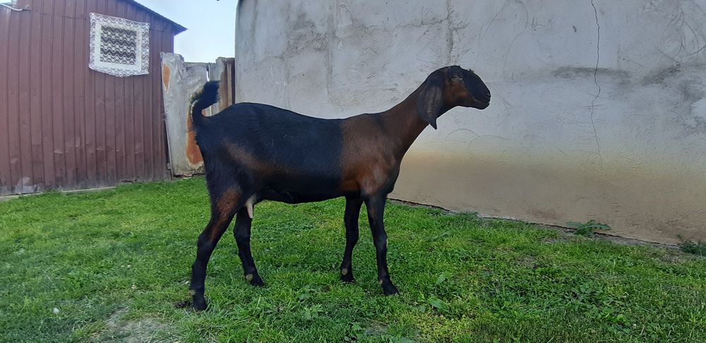 Capra Anglo Nubian