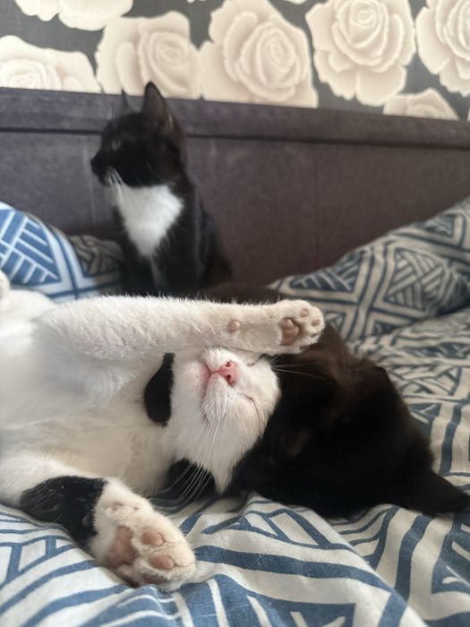 Отдам Котят в добрыре руки