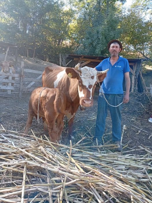 Vaca cu vițel de vanzare