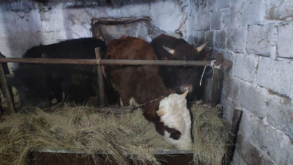 4 Быков. 1 тёлка .