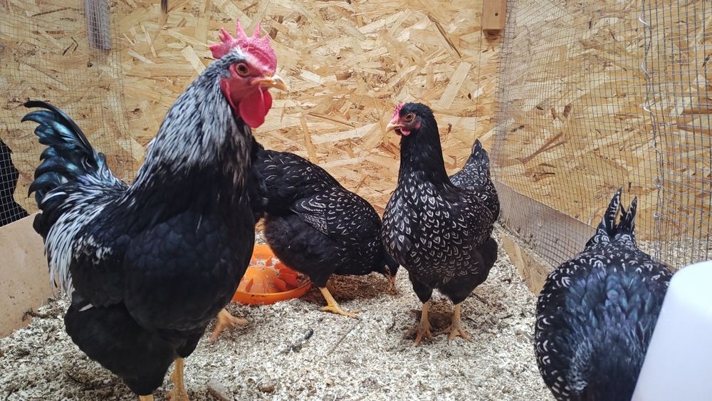 Барневельдер серебристый тухумлари