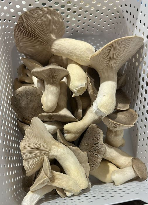 Micro ferma ciuperci gourme si medicinal(specialitate) cu LAB steril