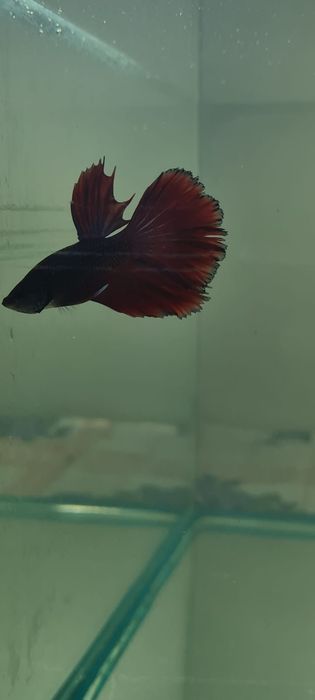 Петушок Супер дельта молодняк