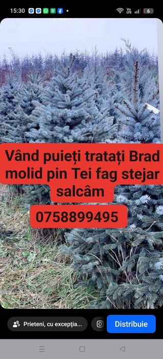 Avem oferită la puieți tratați salcâm mesteacăn brad molid pin Tei fag