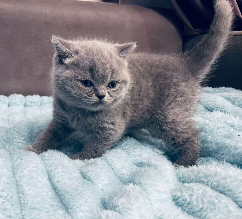 Хайленд страйтлар сотилади