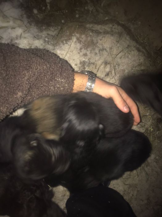 Продам щенят немцы