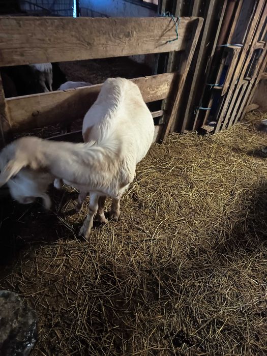 Vând capre sanen și metis