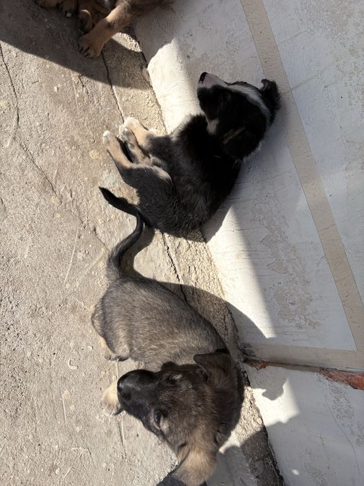 Шенок бесплатно каскелен