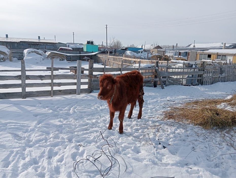 Продам тёлку (2 года)