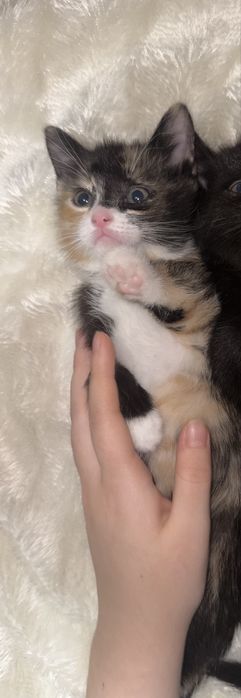 Продается кошка, девочка