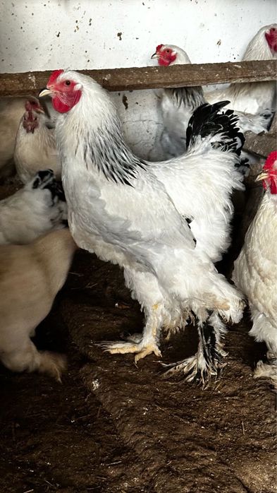 Цыплята Брама чистопородные