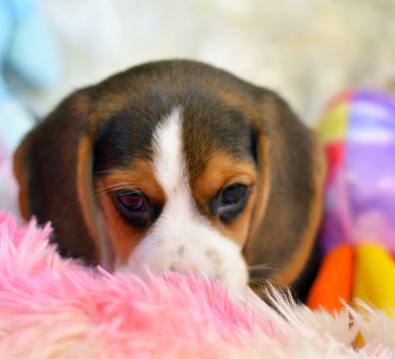 Pui beagle tricolori rasa pură