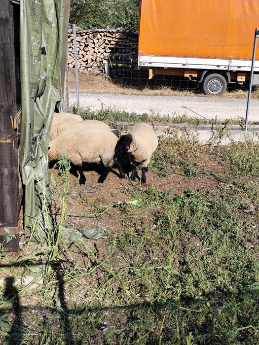 Mielute suffolk si berbec