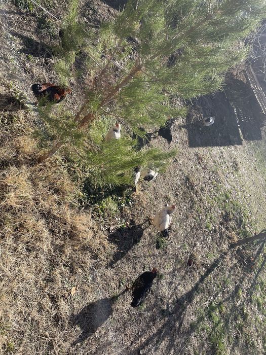 Тауык кораз домашный