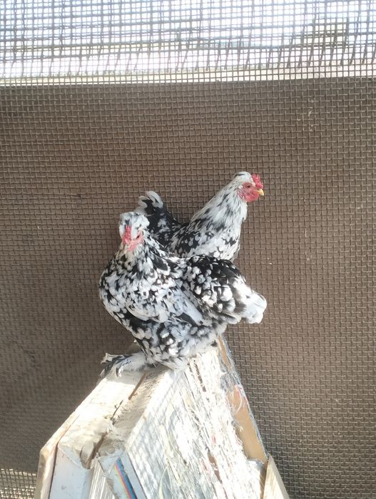 Продам карликовых кур!