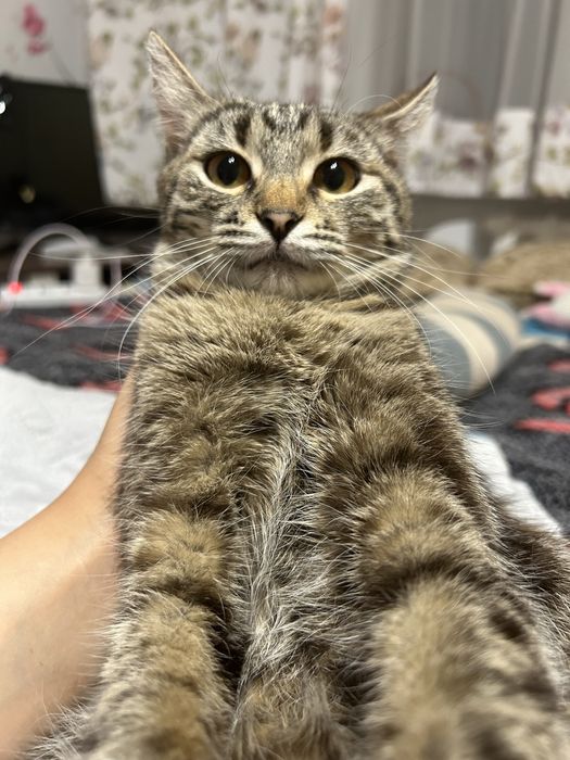 Кошку отдам бесплатно