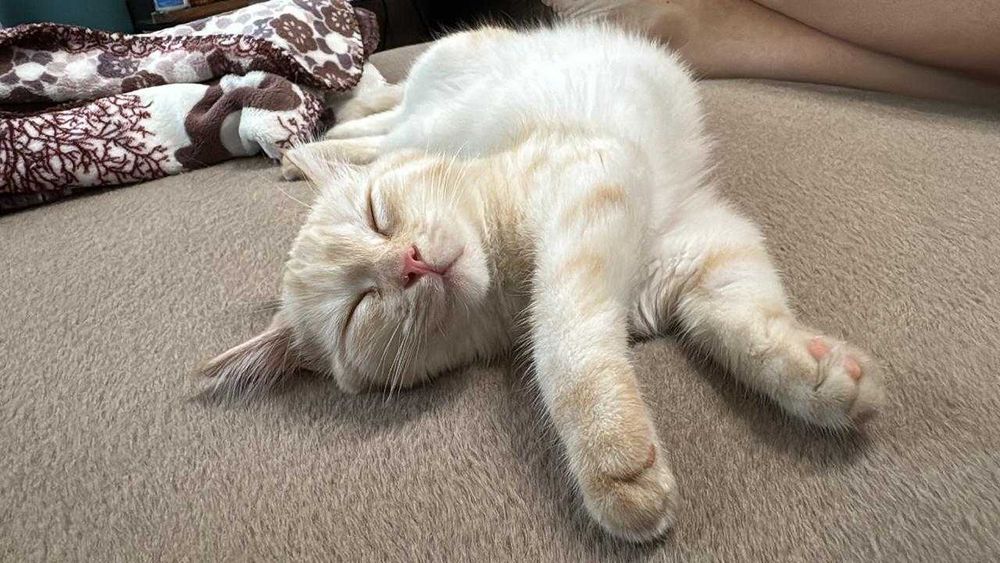 Отдам котенка в добрые руки!