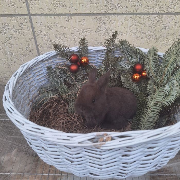 Продам Кроликов породы Минилоп Сплит/Минелоп Сплит қуёнчалар