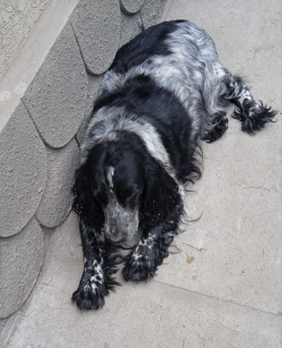 Продам щенка русский спаниель девочка 9 марта родилась .