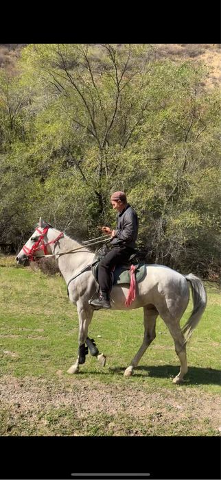 Продам Жеребца возраст 5/6 лет