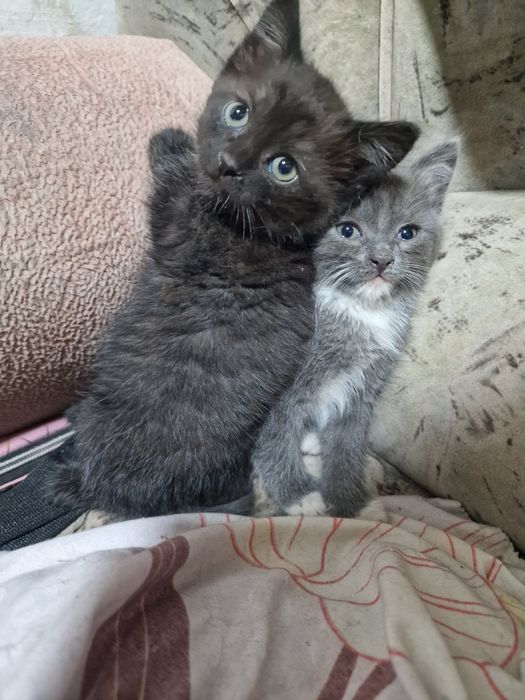 Отдам котят в добрые руки!