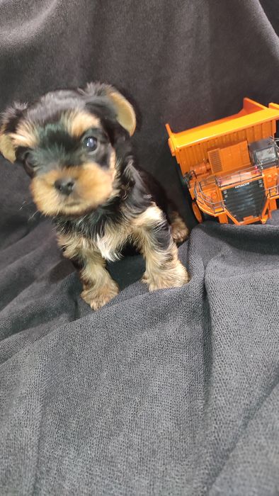 Йоркширский терьер