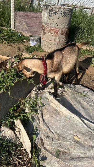 Лақ теке породалы