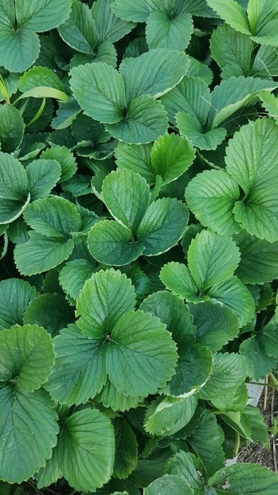 Продам рассаду клубники