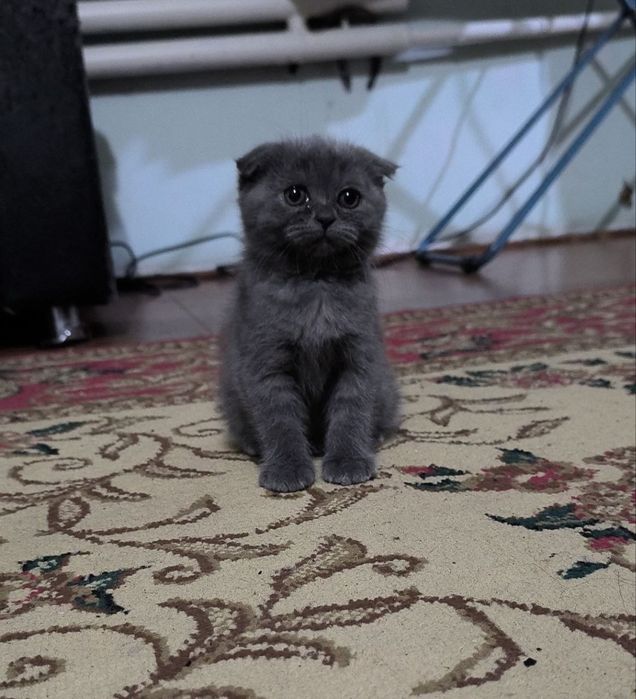 Продаю котят чистой породы
