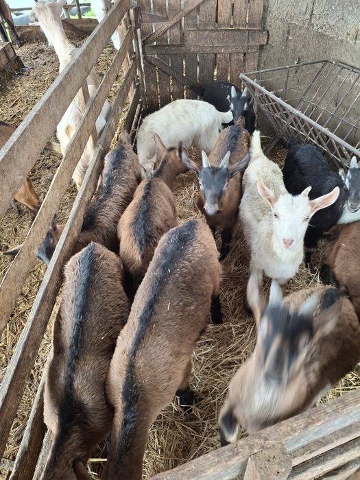 Iezi pentru reproducție