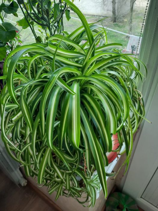 Комнатные растения