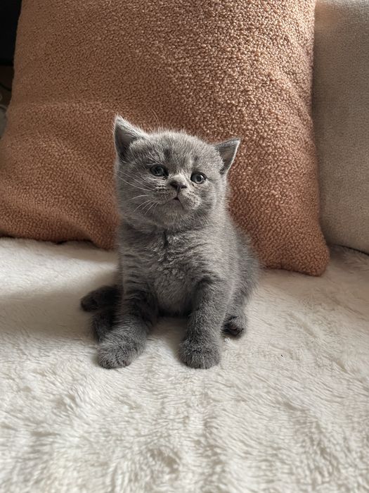 Британска късокосместа/ Шотландска клепоуха